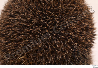 Hedgehog - Erinaceus europaeus  3 body thistle whole body…